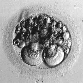 fragmented embryo
