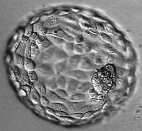 hatched blastocyst