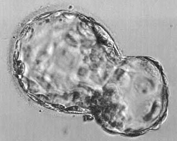 hatching blastocyst embryo